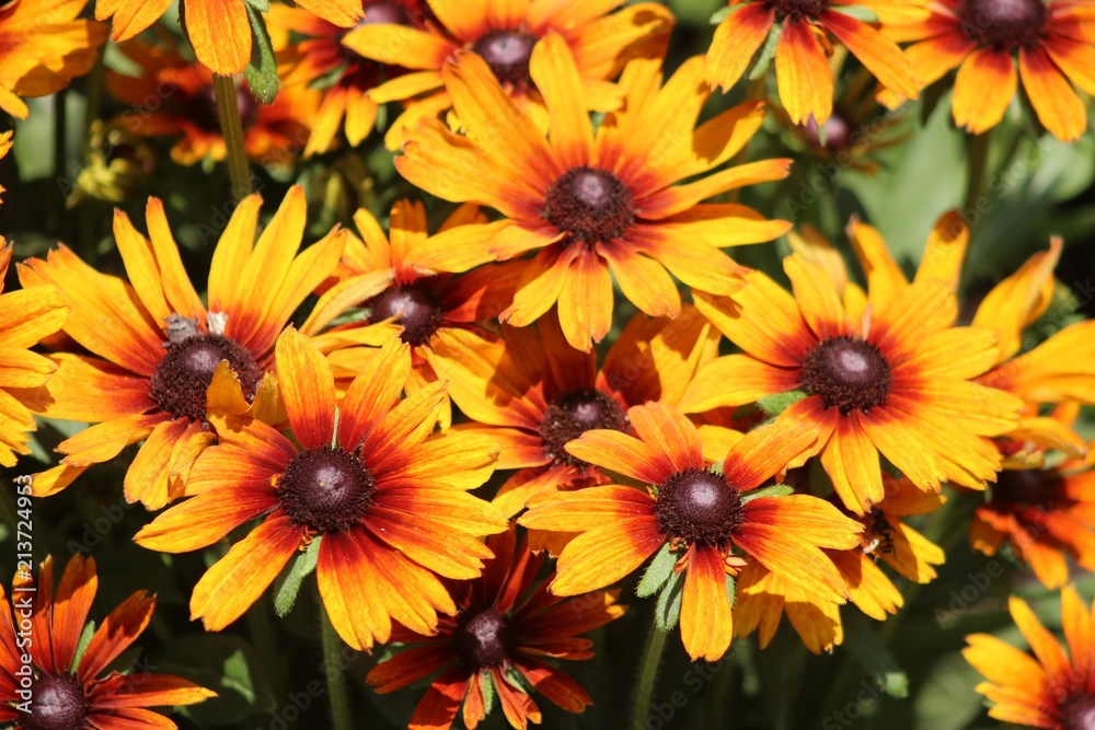 YELLOW AND ORANGE FLOWERS YELLOW AND ORANGE FLOWERS