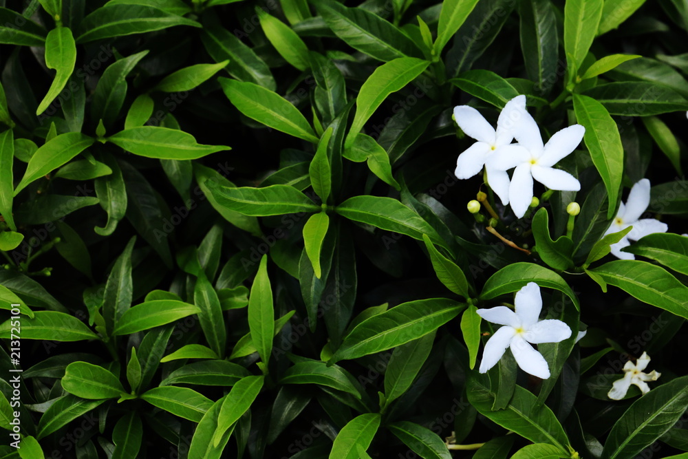 Obraz premium White flower and Green leaves background. Green leaves color tone dark in the morning. 