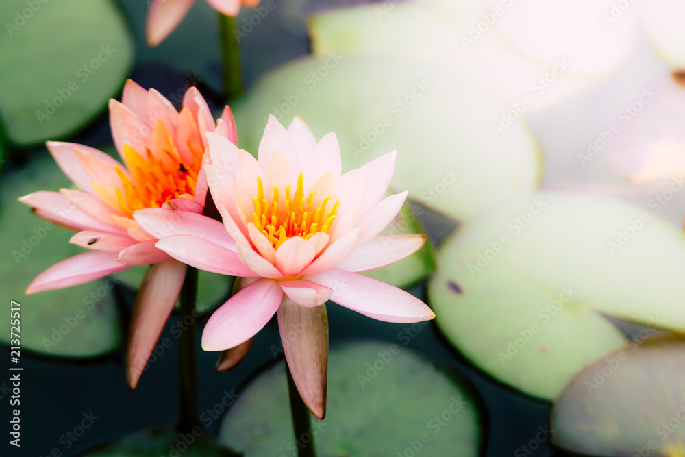 Beautiful Pink Lotus Flower with green leaf in in pond Beautiful Pink Lotus Flower with green leaf in in pond