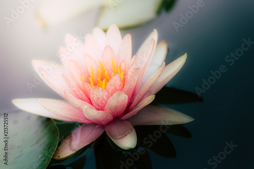 Fototapeta Naklejka Na Ścianę i Meble -  Beautiful Pink Lotus Flower with green leaf in in pond