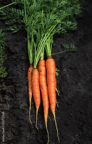 useful ripe crop orange vegetable carrot lies in a vegetable garden on a black land on a farm