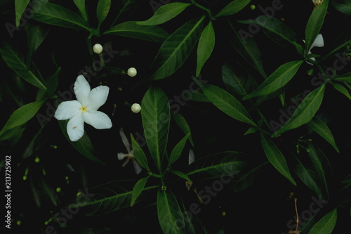 White flower and Green leaves background. Green leaves color tone dark  in the morning. 