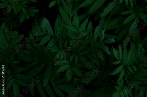 Green leaves background. Green leaves color tone dark in the morning. 