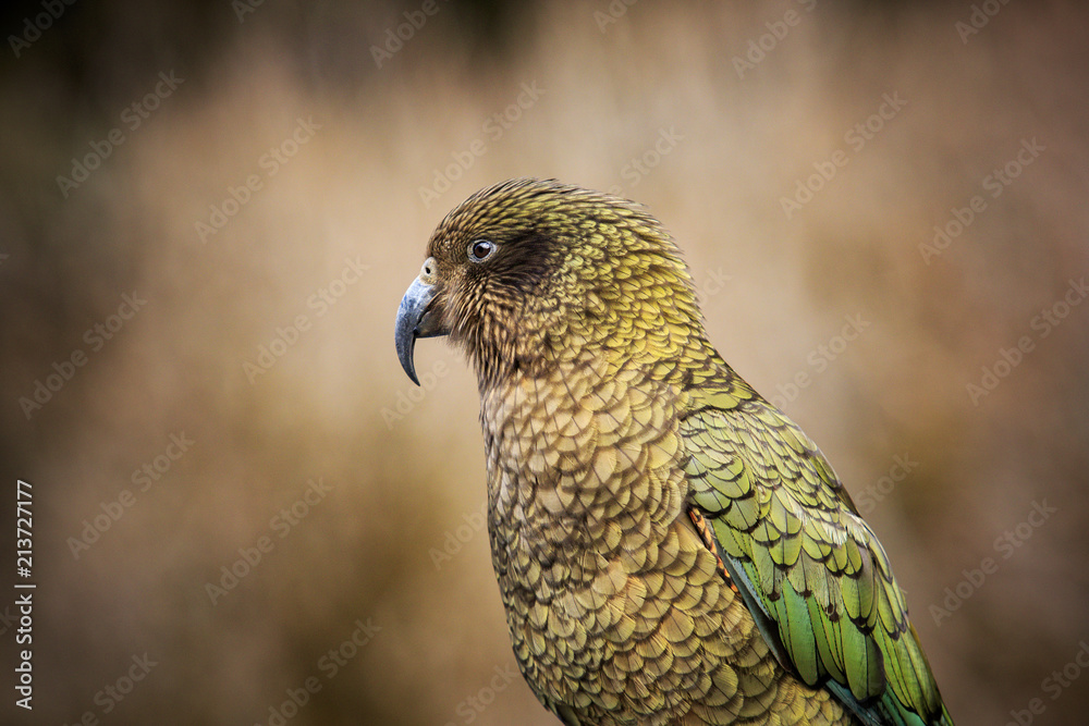 Fototapeta premium close up head and bill of kea bird ,ground parrot in new zealand