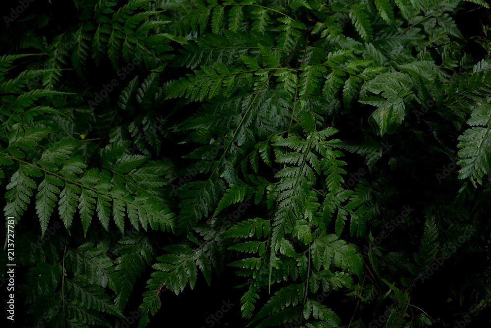 Green leaves background. Green leaves color tone dark  in the morning