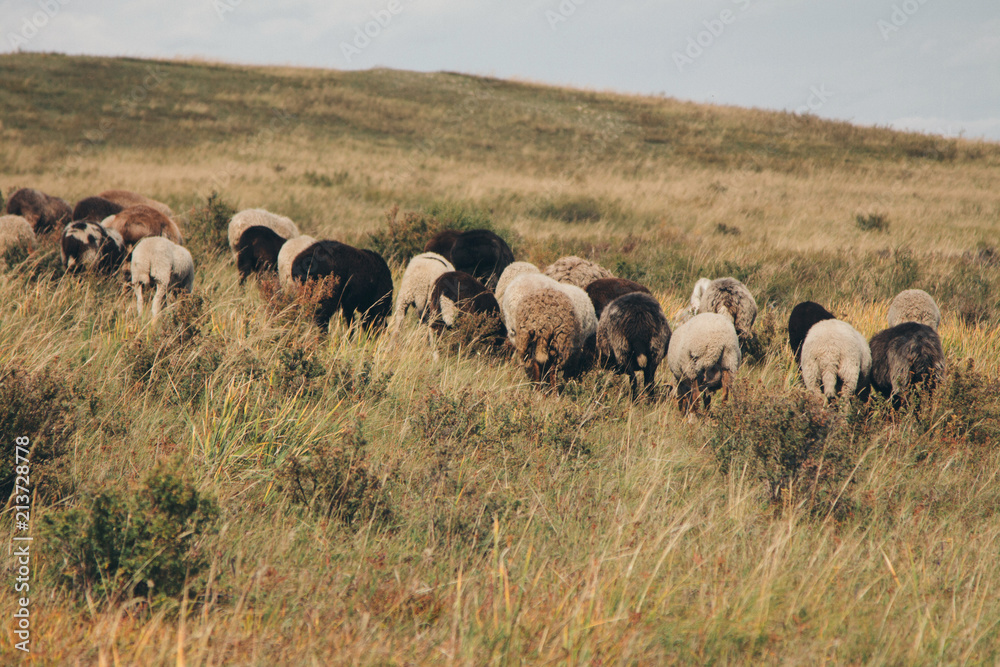 Fototapeta premium cattle grazing in the meadow. Pets: cows, goats, sheep