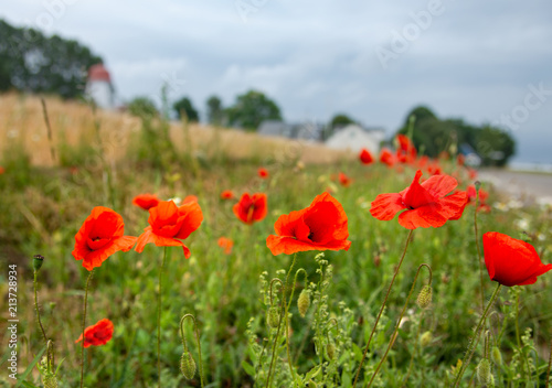 Red poppies on the edge of a yellow wheat field. Scandinavian pastoral landscape. A Stock photo.