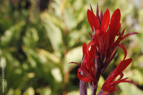 red flower