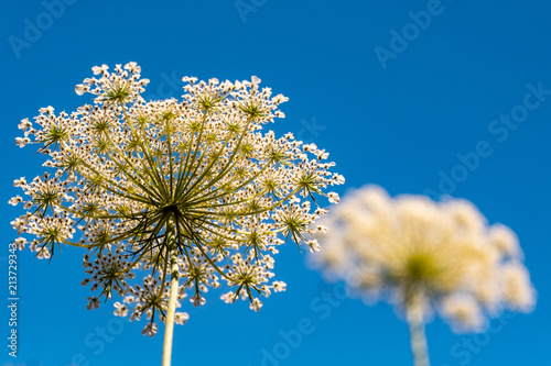 The underside of a spindly plant with a blue sky as a backdrop © Harrison
