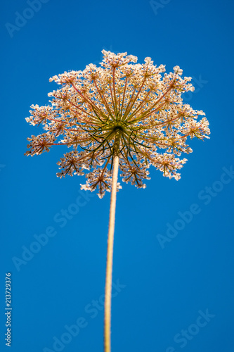 The underside of a spindly plant with a blue sky as a backdrop