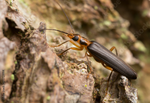 Nacerdes carniolica on wood photo