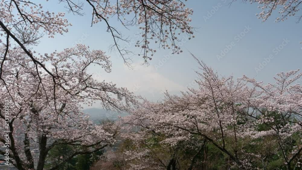 Mt. Fuji over Cherry Blossoms (time lapse) Mt. Fuji over Cherry Blossoms (time lapse)