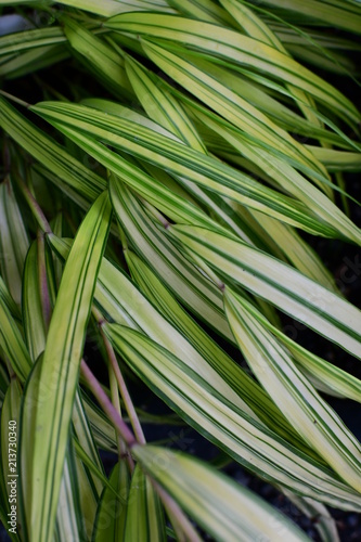 Chlorophytum evergreen perennial plants © Meemink