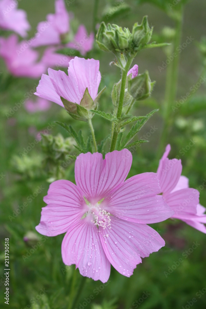 Fototapeta premium Purple Cluster 6