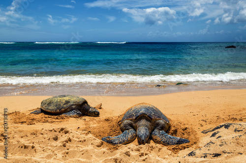 Close view of sea turtles resting on Laniakea beach on a sunny day, Oahu, Hawaii