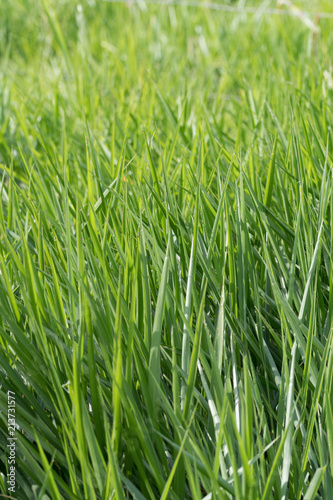 Blades of fresh lush healthy green grass growing in a field. Grass only.