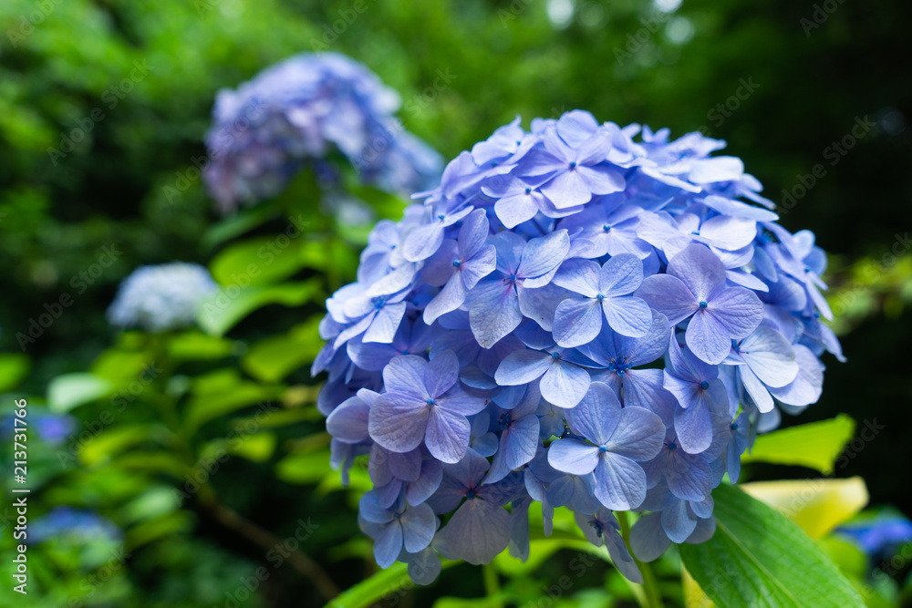 紫陽花