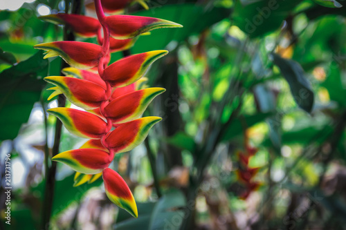 Heliconia rostrata flower, or Hanging lobster claw, close view in tropical garden, image for background photo