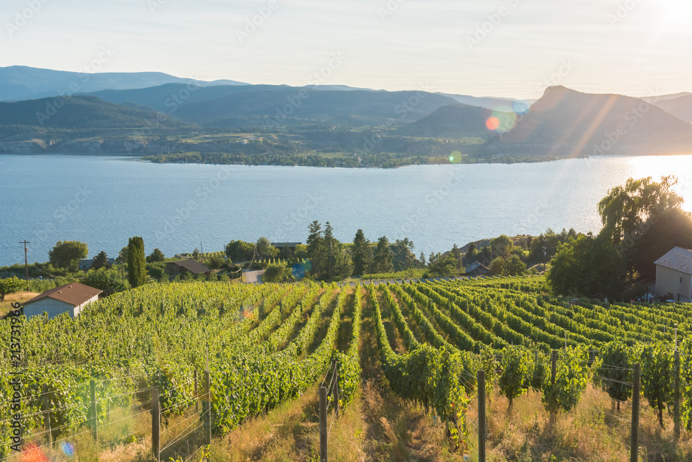 Rows of grapevines on hillside vineyard with lake and mountains in background and setting sun