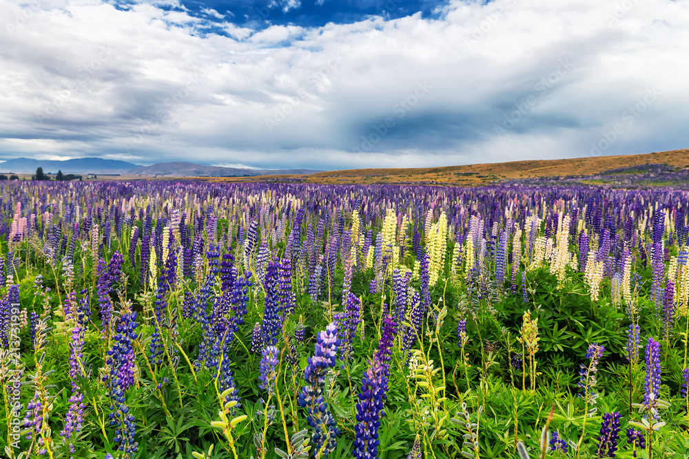 Field of Lupins near the hills and mountains of South Island, New Zealand Field of Lupins near the hills and mountains of South Island, New Zealand