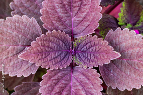 Purple Natural leaf Macro close up.
