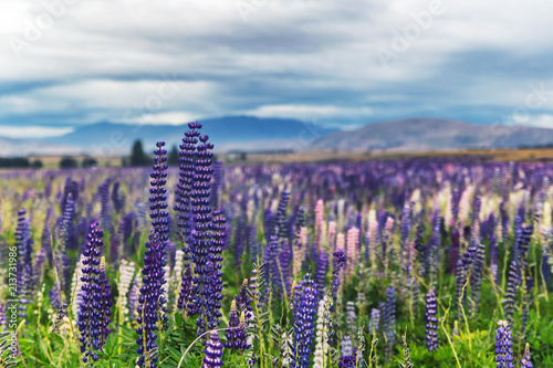 Field of Lupins near the hills and mountains of South Island, New Zealand