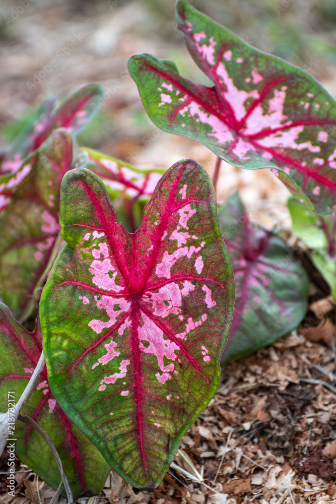 Close up on the textured heart shaped leaf of a tri-color Caladium Kathleen plant growing in Jamaica. Close up on the textured heart shaped leaf of a tri-color Caladium Kathleen plant growing in Jamaica.