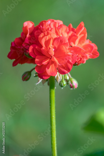 Zinnia Elegans, an annual flowering plant, erect stem, isolated, also known as Youth and Age, Common Zinnia or Elegant Zinnia.