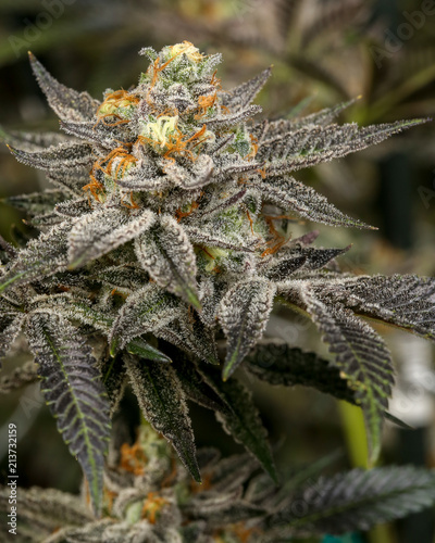 Orange Cookies Live Cannabis Flower 01