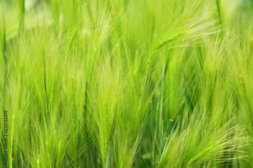 Beautiful green grass background Beautiful green grass background