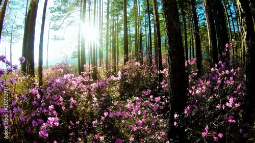 Sunlight through the trees in the forest among the pink flowers of the Rhododendron. Walk through the woods