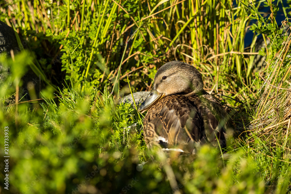 Obraz premium female duck resting under the sun near the pond surrounded by grasses