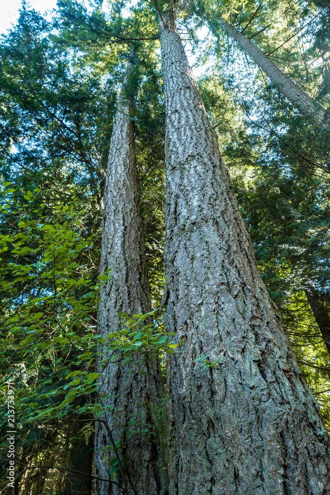 Fototapeta premium tall trees with straight trunks under the green leaves in the forest