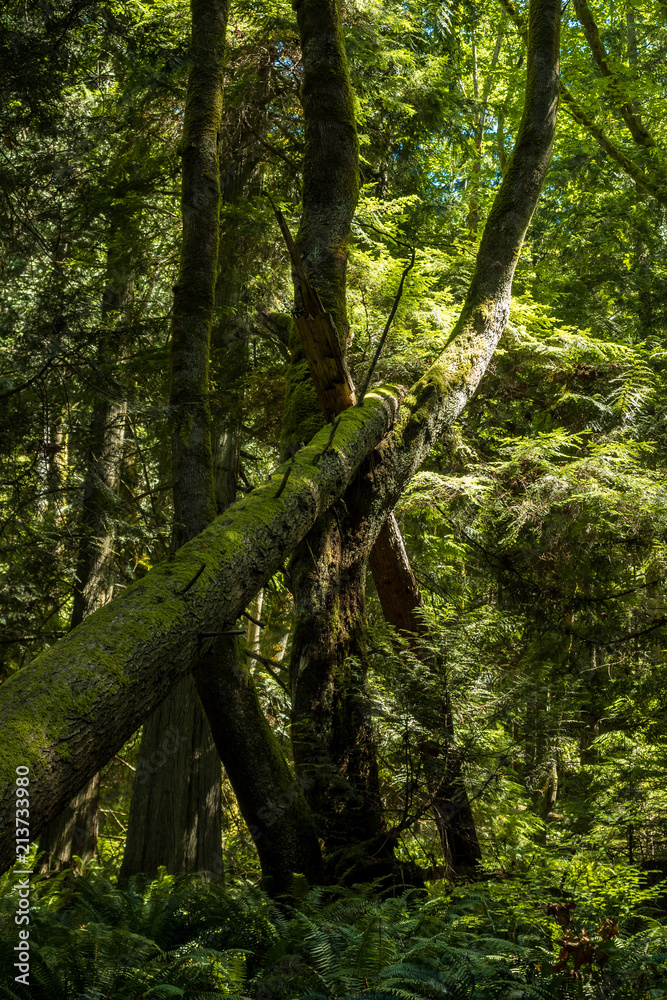 falling tree trunk covered with green mosses laying on the branch of other trees in the forest falling tree trunk covered with green mosses laying on the branch of other trees in the forest