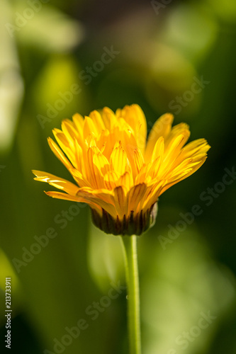 single blooming yellow daisy under the sun with green background
