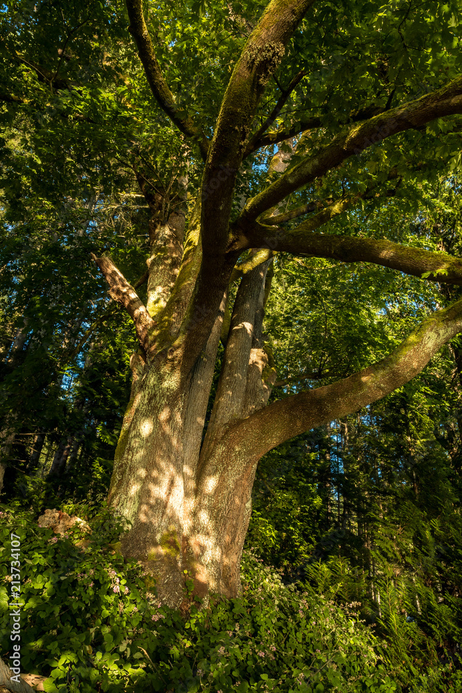 light bouncing backing on the tree trunk from the water light bouncing backing on the tree trunk from the water
