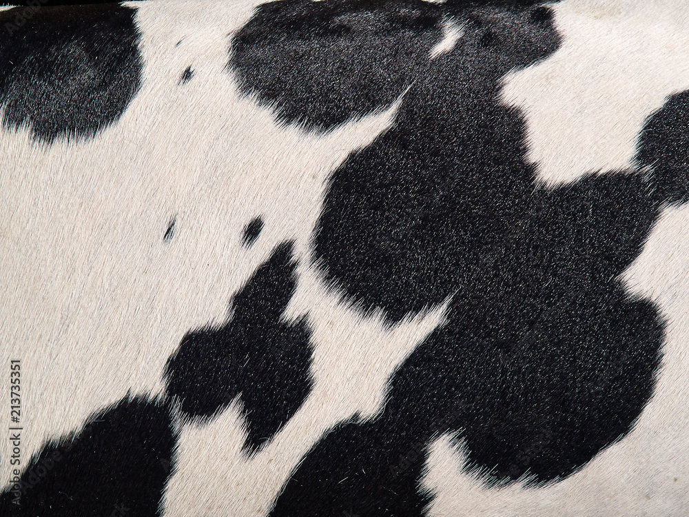 Cowhide hair cow skin black and white background Stock Photo | Adobe Stock