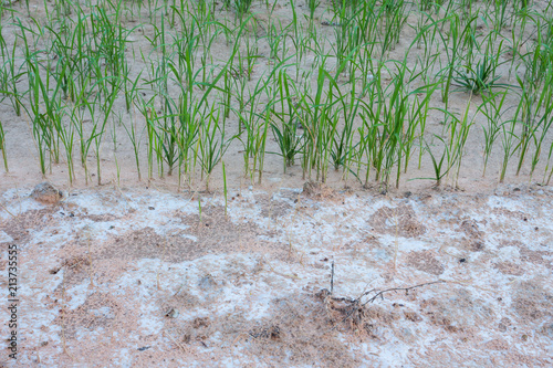Seedlings of rice and soil with salt