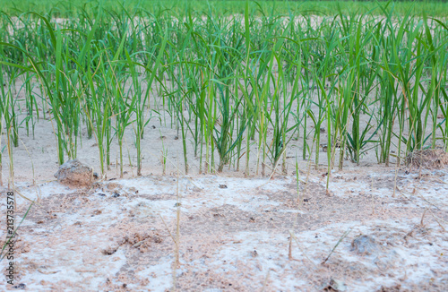 Seedlings of rice and soil with salt