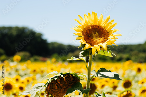 sunflower
