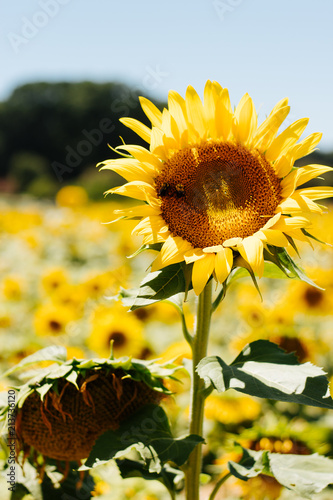 sunflower