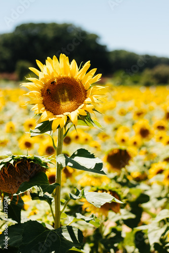 sunflower