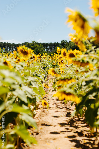 sunflower