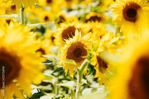 sunflower