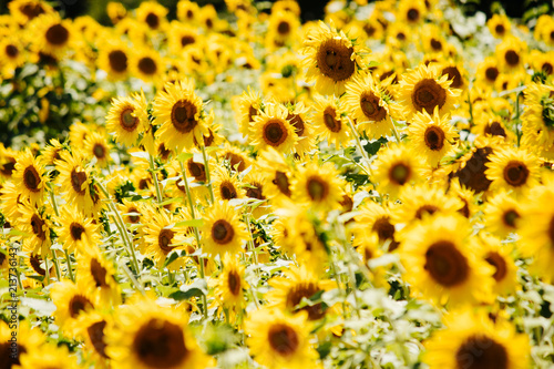 sunflower