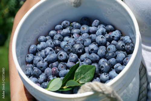 people holding fresh picked blueberry in the container