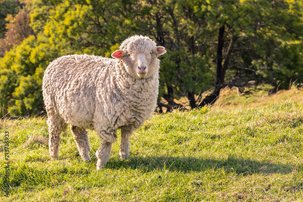Fototapeta premium curious merino sheep standing on grass and watching