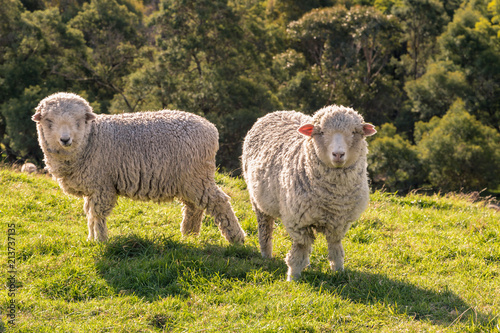 two curious merino sheep grazing on fresh grass