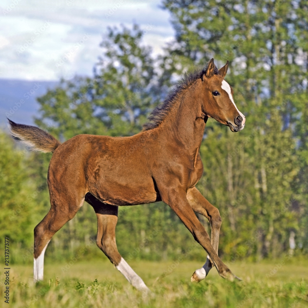 Adorable Arabian Colt running free on summer meadow. Adorable Arabian Colt running free on summer meadow.
