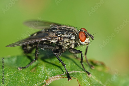 Flesh fly (Sarcophaga) © dennisjacobsen